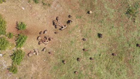 Group-of-griffon-vultures-eating-a-carcass-aerial-top-view-Causse-France